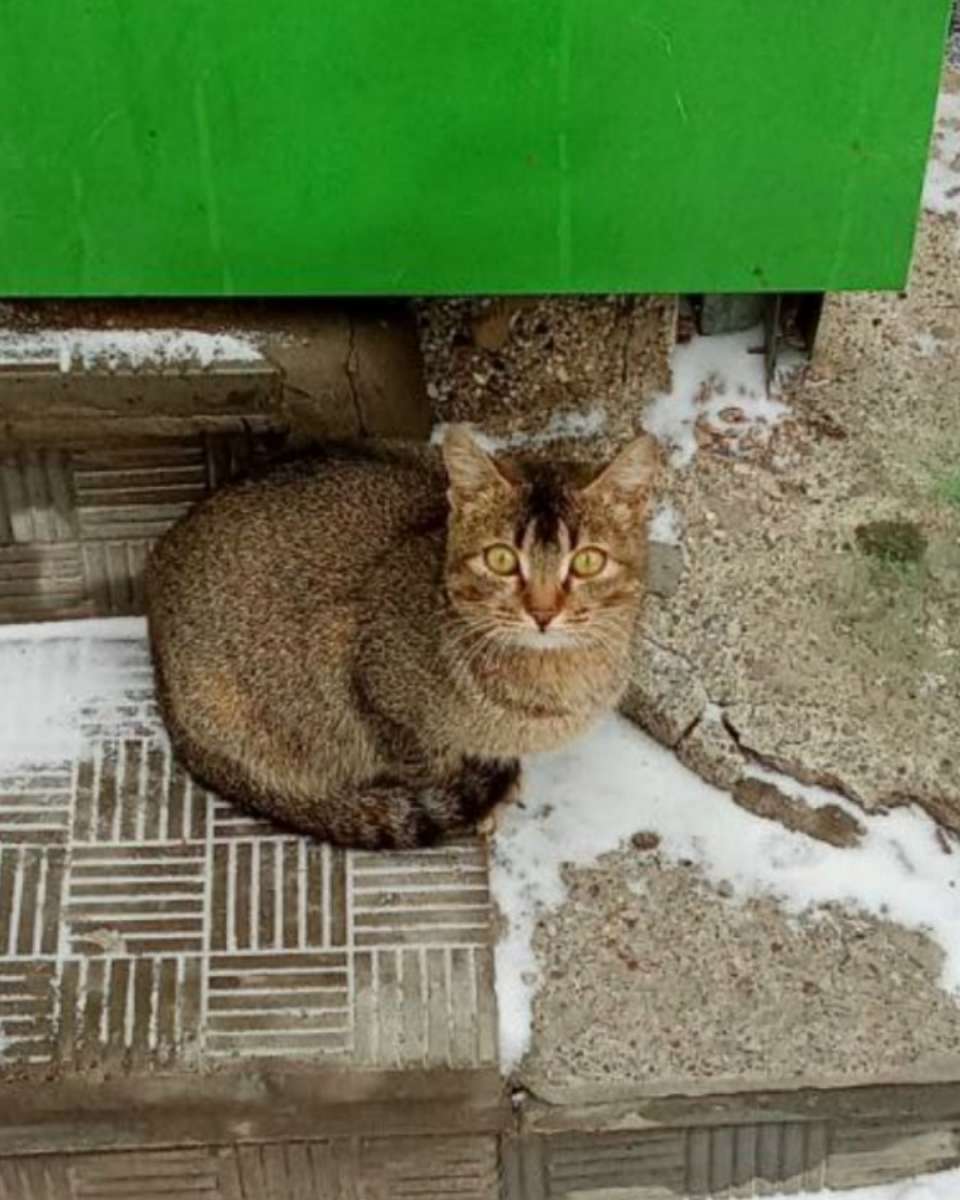 Отдам кошку в добрые руки.