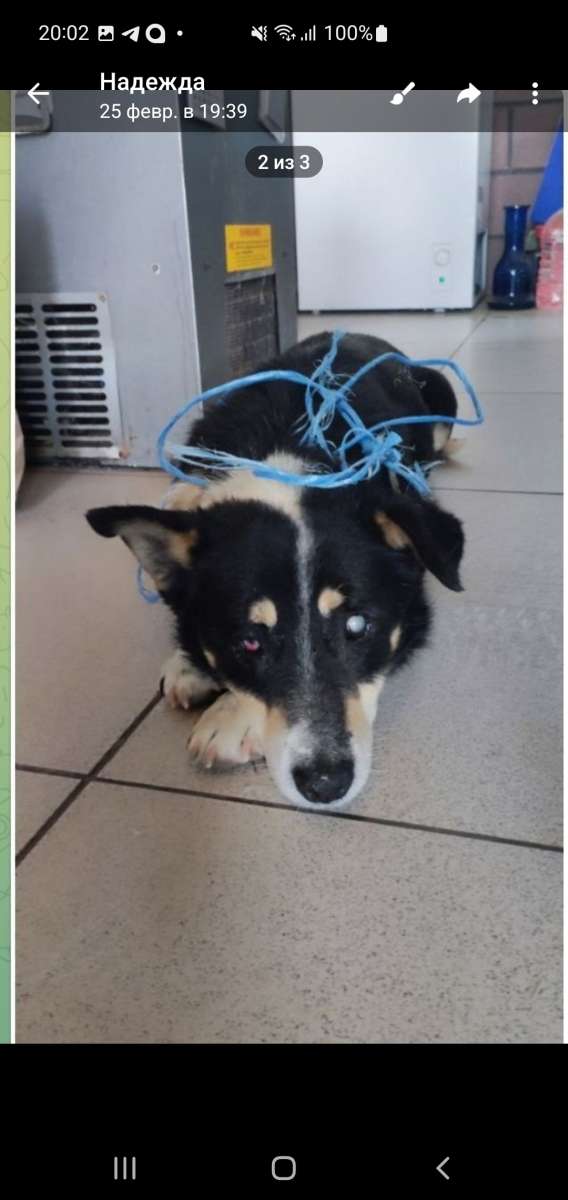 НЕ ТЕРЯЕМ НАДЕЖДЫ Пропала собака 25.01.2026г в районе села Вишнёвое...