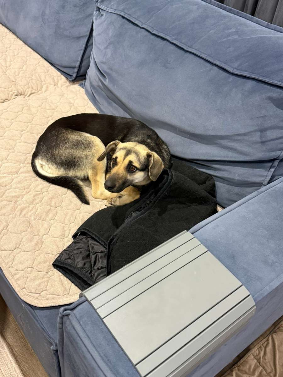 Срочный пристрой девочка была отбита у стаи бездомных собак рвали собаку на части