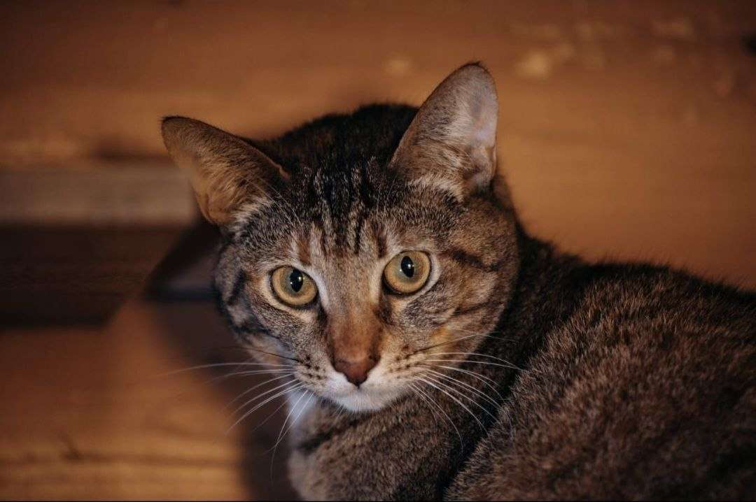 Василиса ищет дом малышка перенесла много бед