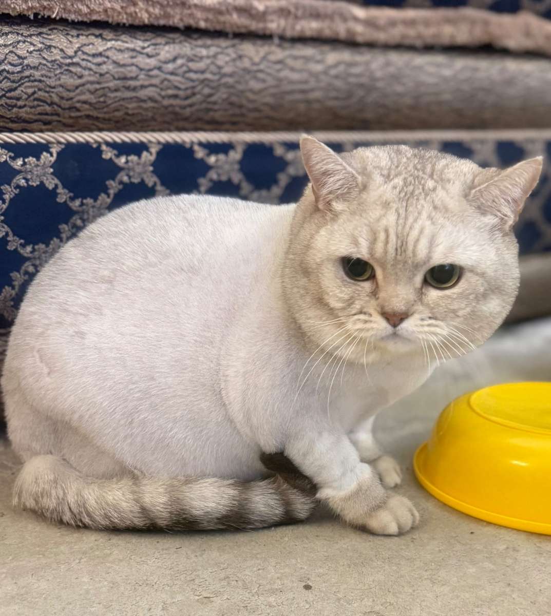 Кошку зовут Джоля 9 лет, британская Добрая, ласковая девочка.