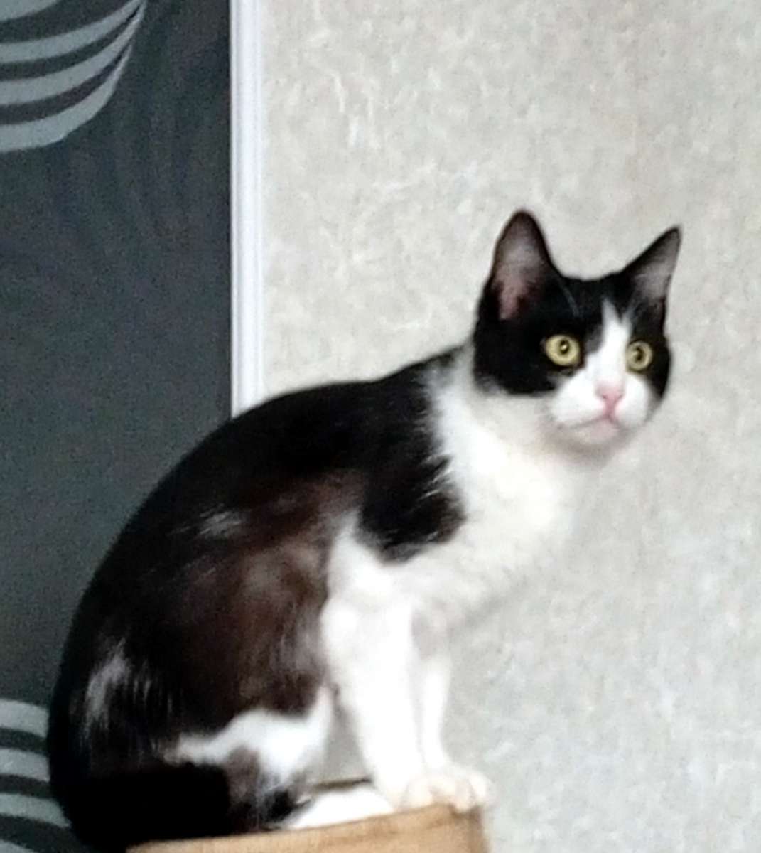 Отдам кошку в добрые руки.