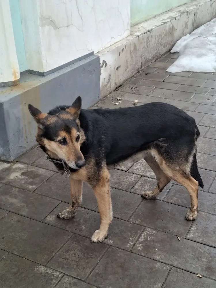 Найдена собака на пересечении ул. Кирова-Краснознаменной