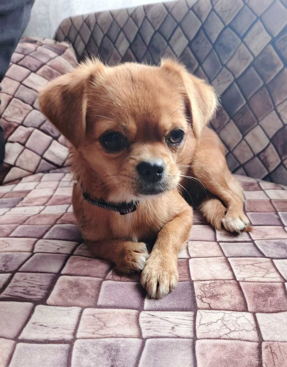 Найдена собака породы чихуахуа.