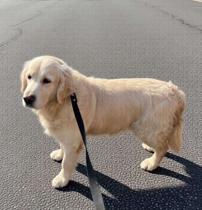 Оренбург. Красивой и ласковой собачке нужен дом!