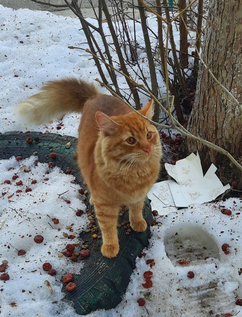 Найден рыжий кот.
