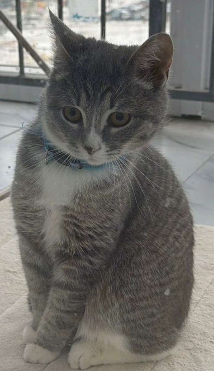 Найден котёнок-подросток.