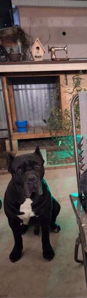 Помогите найти сегодня ночью со двора частного дома, в районе Малахова...