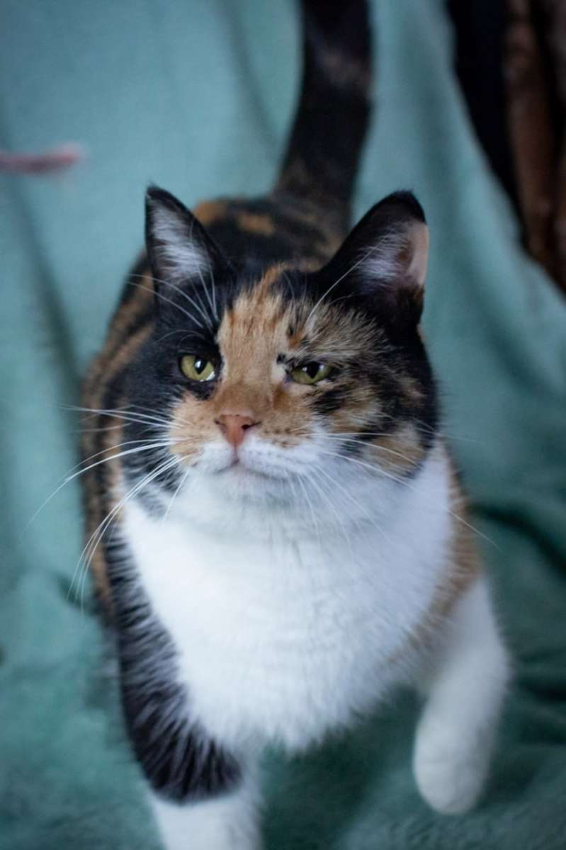 Москва и Мо! Красивая кошка Даша в поиске дома в любящей семье Даша молодая...