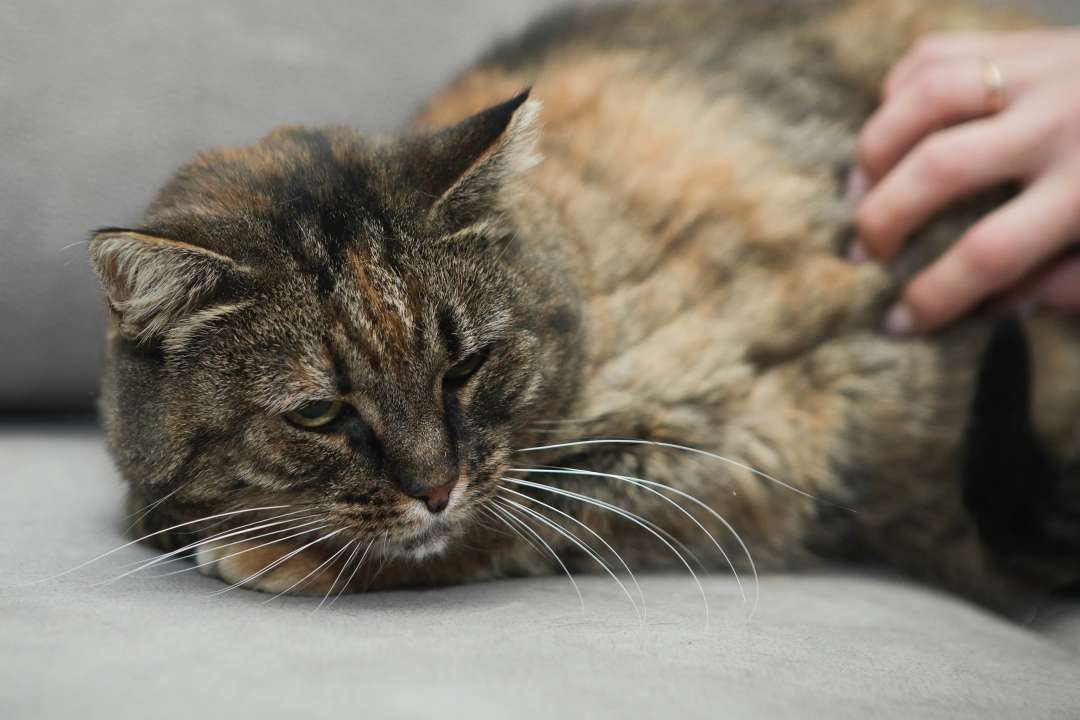 Ищет дом кошечка Булочка ей около 2 лет была забрана с дачи