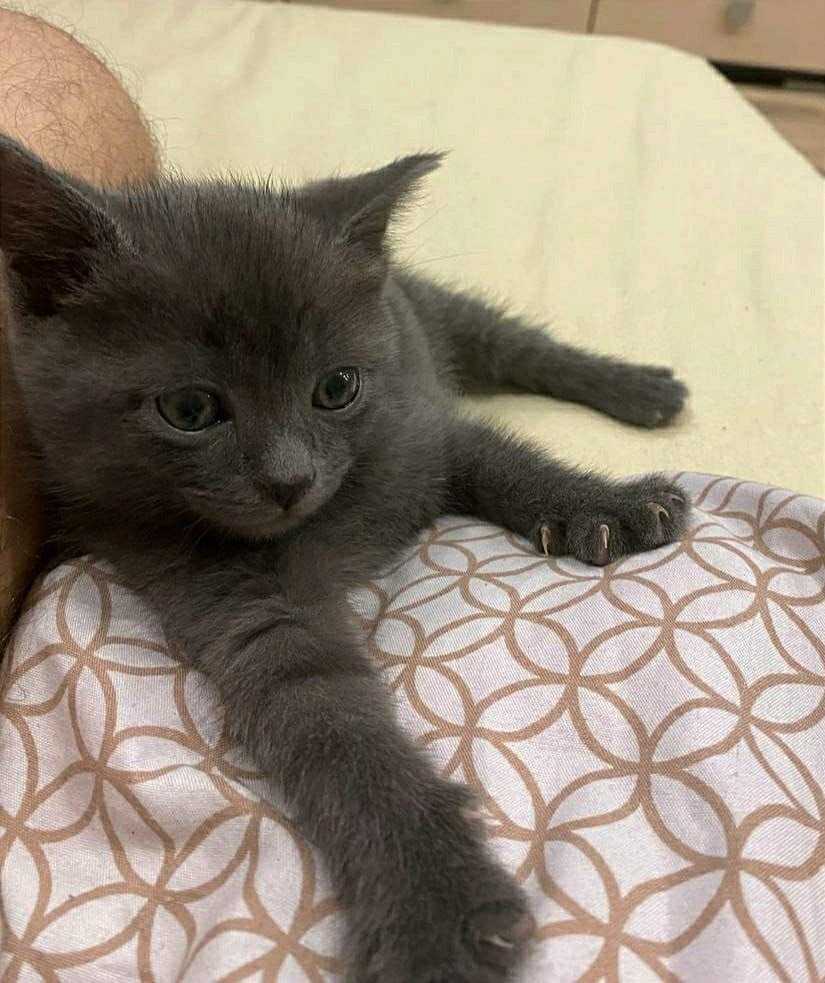 Пристраивается котенок-девочка, которой около 2-х мес.Нашел мужчина, хотел...