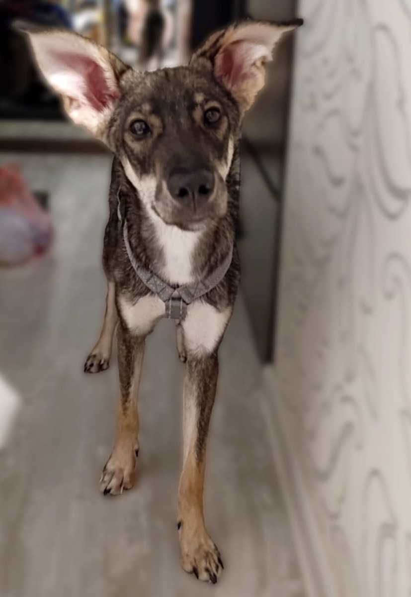 Помогаем информационно Был найден кроха-щенок в поле в Кировском районе.