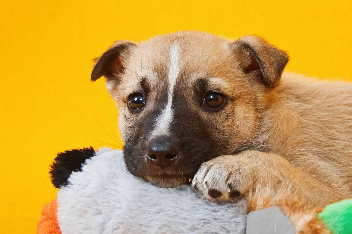 Звенигород и Московская область Славик Малыш, 1,5 месяца Отдается в добрые...