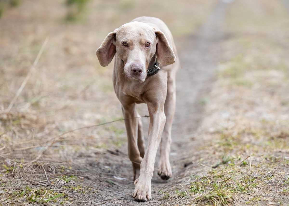 Москва и мо скай ищет дом. помогите, друзья!