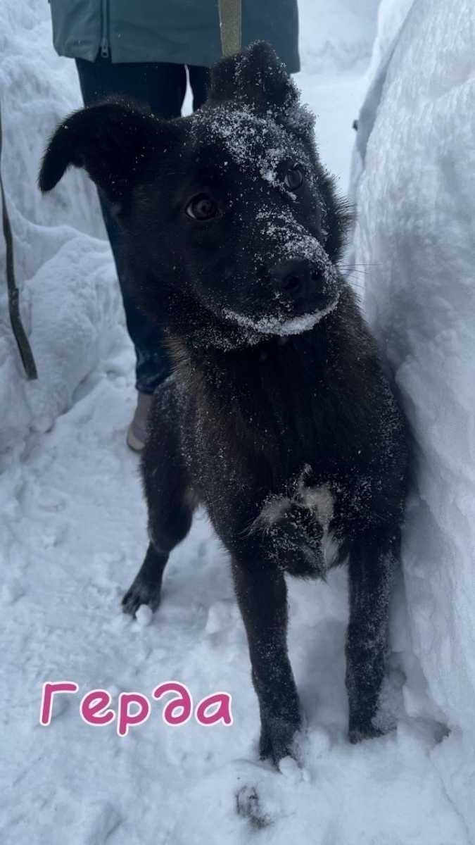 МАЛЫШАМ НУЖНА СЕМЬЯ! Несчастная, брошенная собака родила щенков прямо возле...