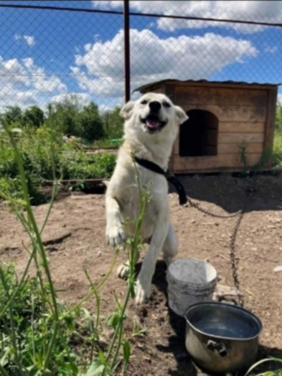Саратов Ищет дом маленькая белоснежная собака Блонди!