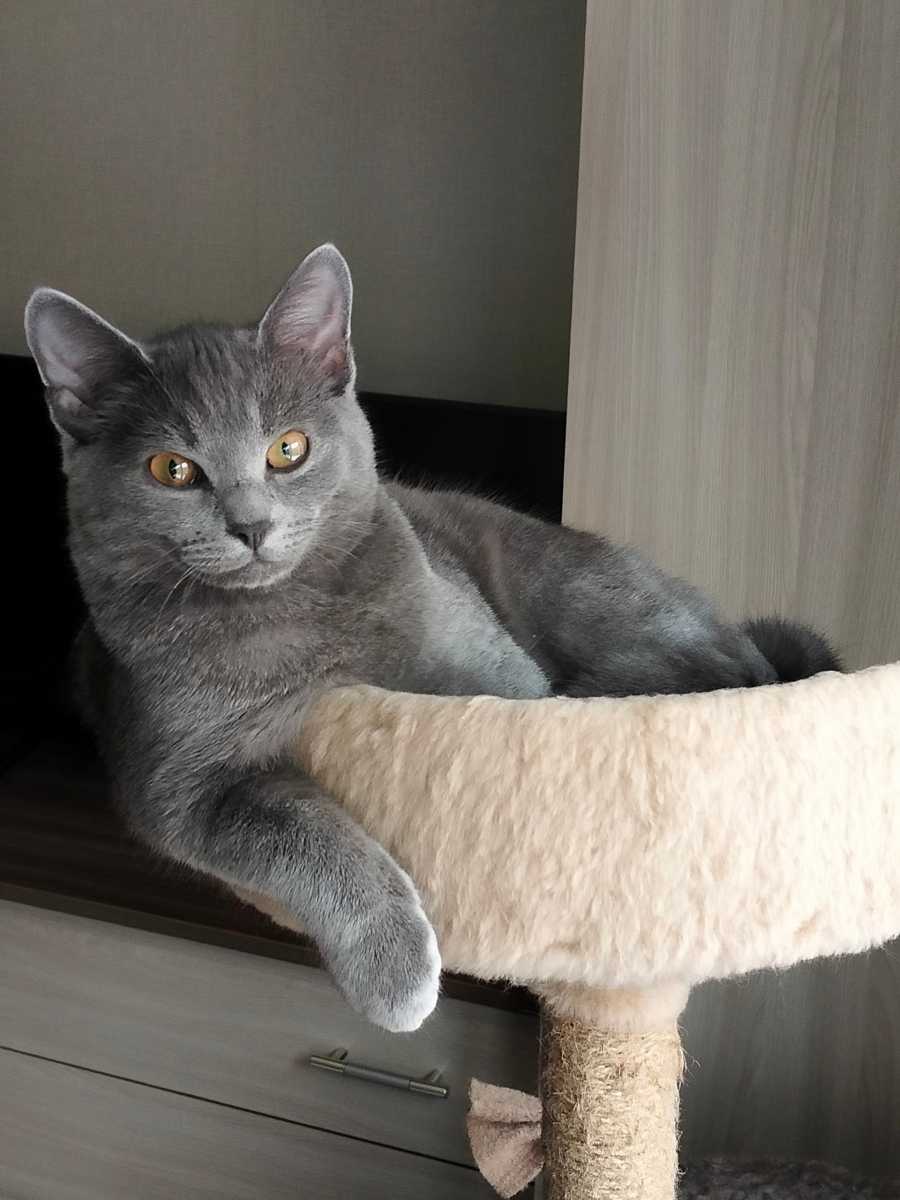 Чудесный молодой котик возрастом 8 месяцев ищет дом.