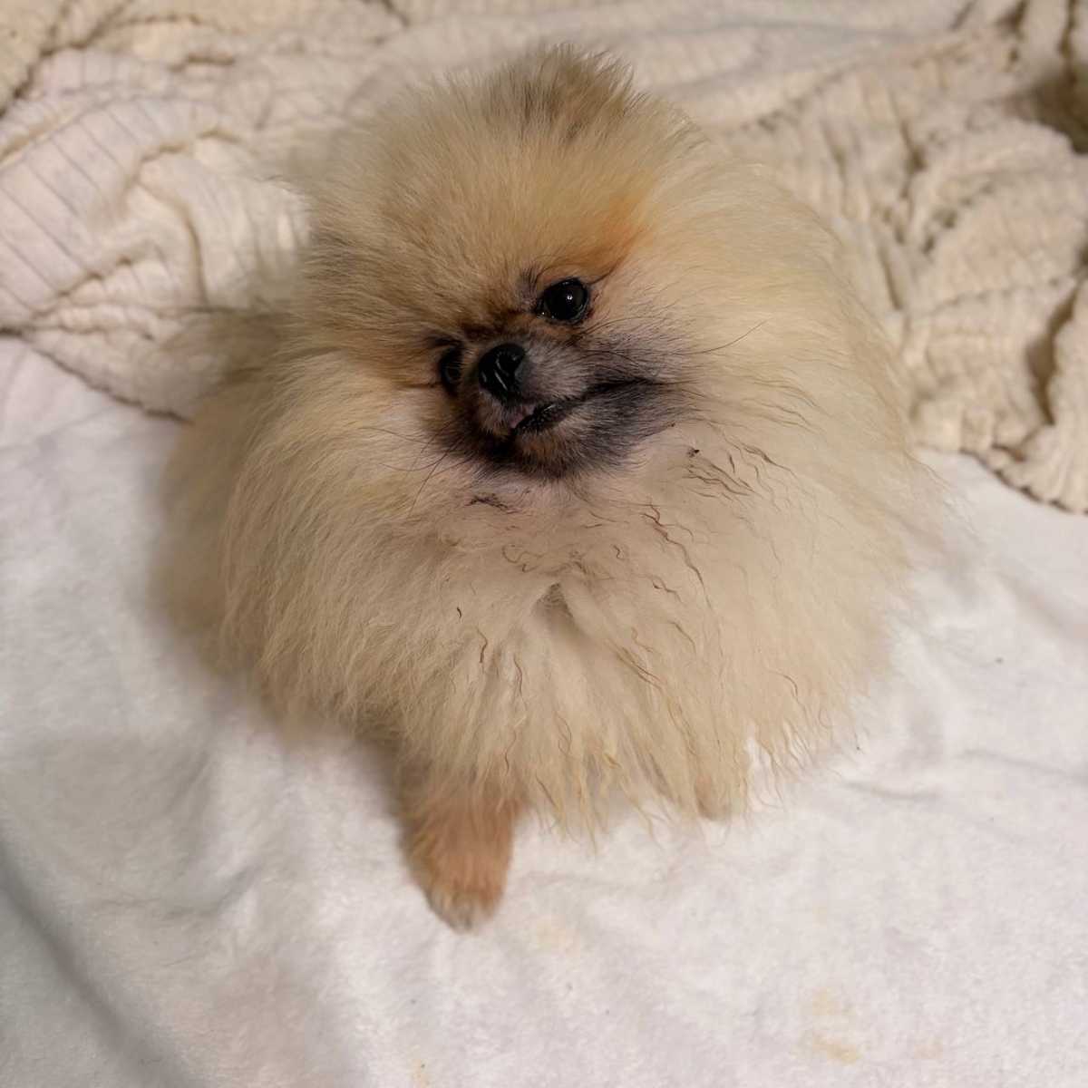 Москва и мо сава савелий ищет свою семью знакомьтесь, это сава савелий, он же...