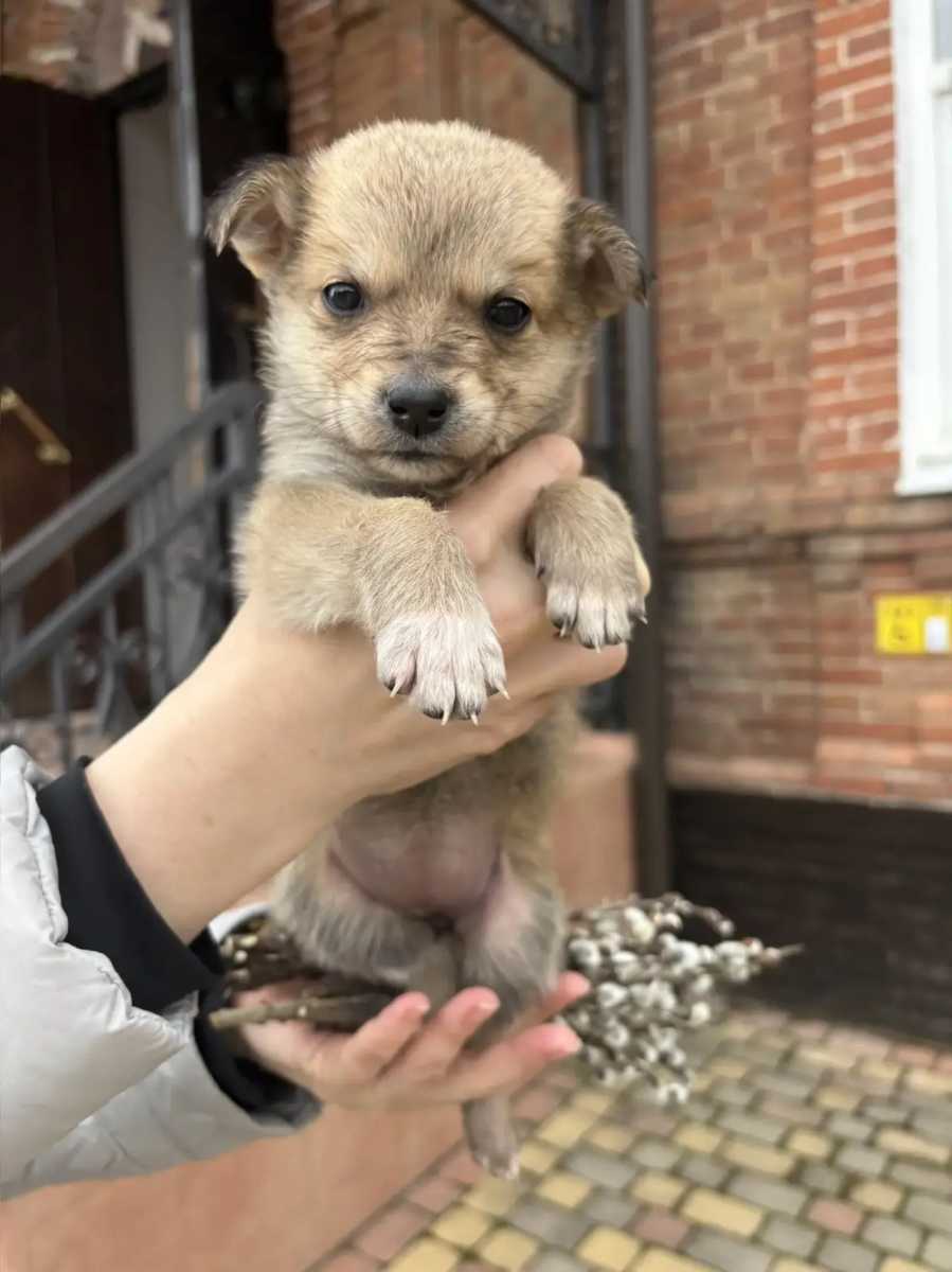 Ищем добрые руки и любящую семью для этой лапули!