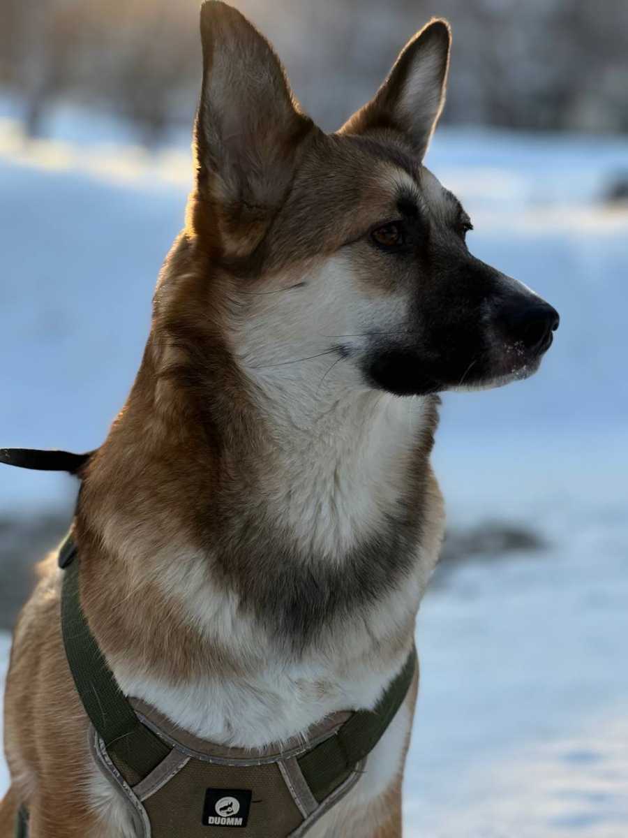 Тюмень. Милая рыжуля Найда ищет заботливые ручки.