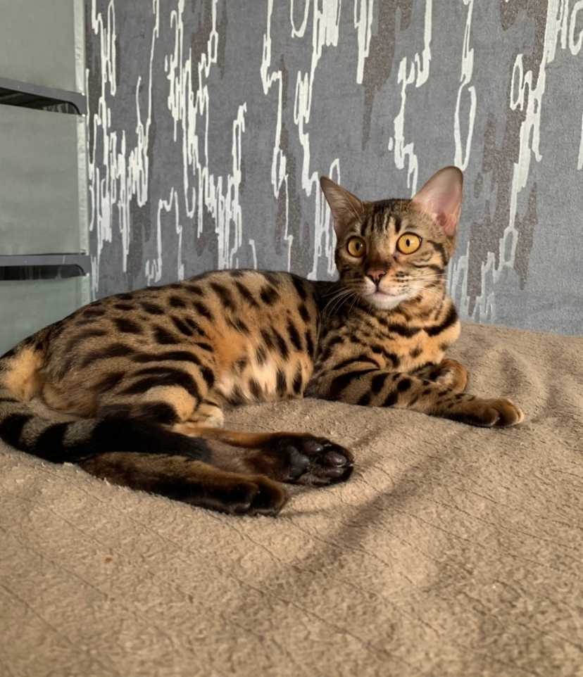 Пропала кошка бенгальской породы. Р-он Южный.