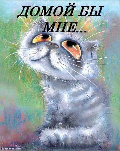 Саратов. На территорию больницы подбросили молодого котика.