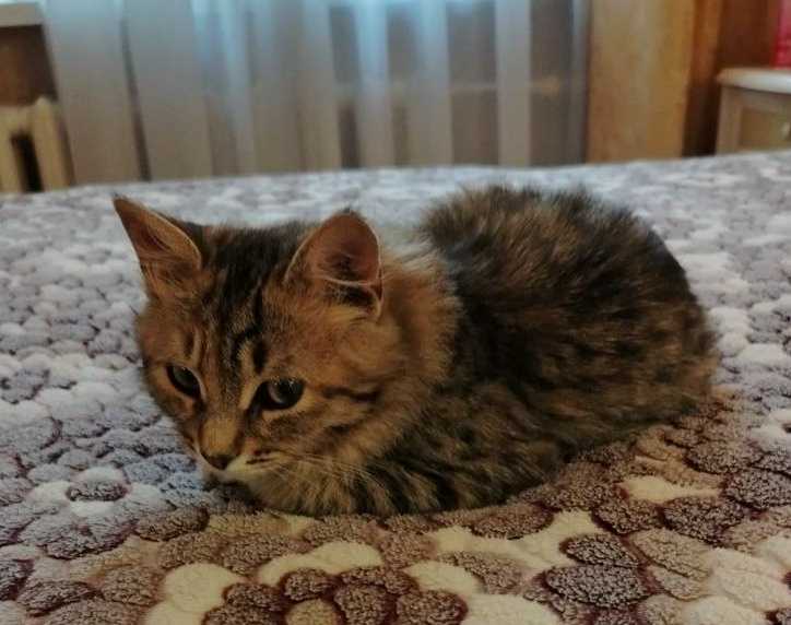 27.03 в деревне Бортниково, района Спас-Заулок, г Клин потерялась кошка 11...