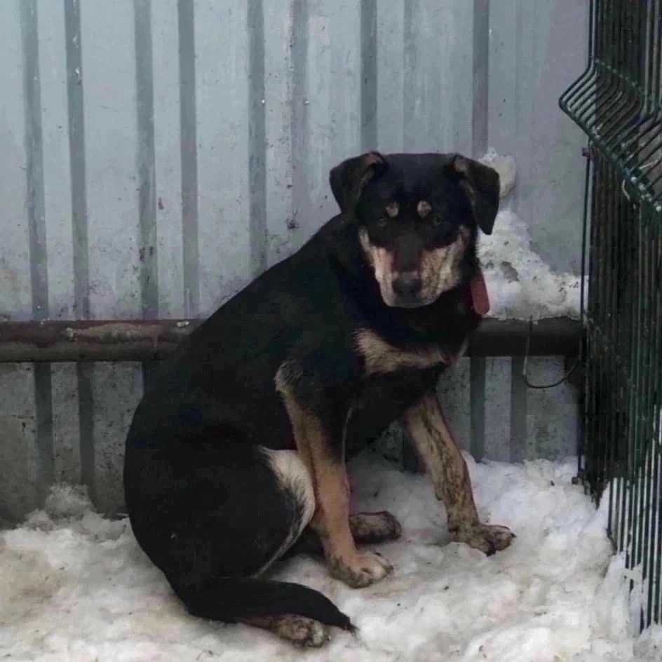 Рождённая на промзоне обречена на гибель холод, голод, болезни Но судьба...