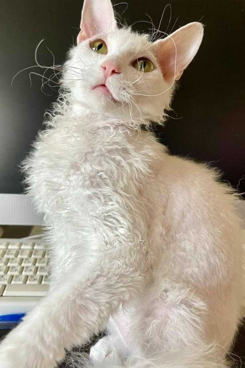 Хабаровск Очаровательная, нежная, белоснежная принцесса в поисках своих...