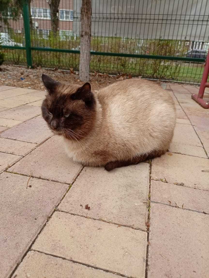 Ищем котику новую заботливую семью. Подарите котейке свою заботу и любовь...