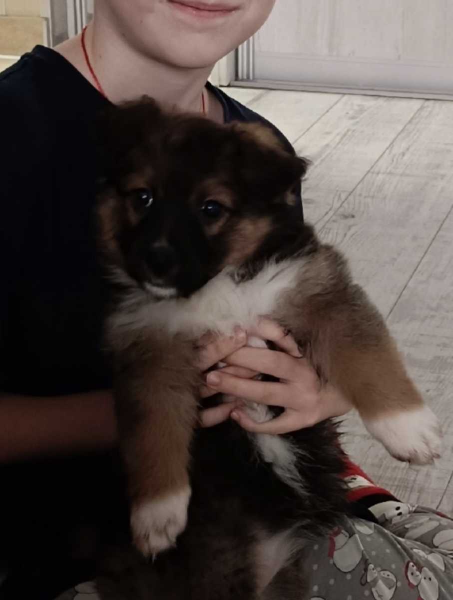 Отдам щенка в добрые руки. Щенок девочка, возраст 2,5 месяца, ласковая...