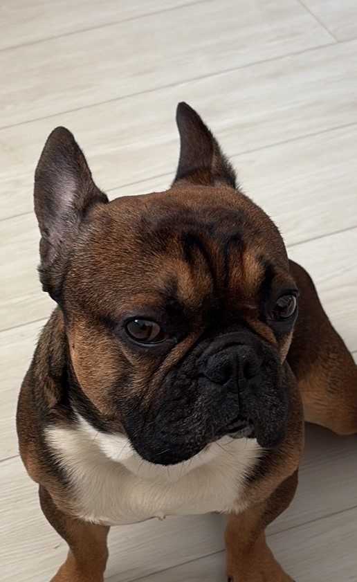 Нижегородская область Отдадим французского бульдога в хорошие руки