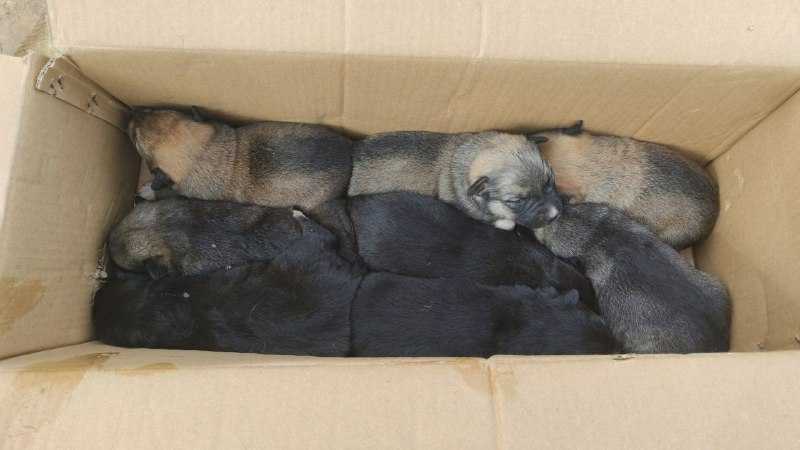 Ищем хозяев для щенков. Возраст - примерно мясяц.