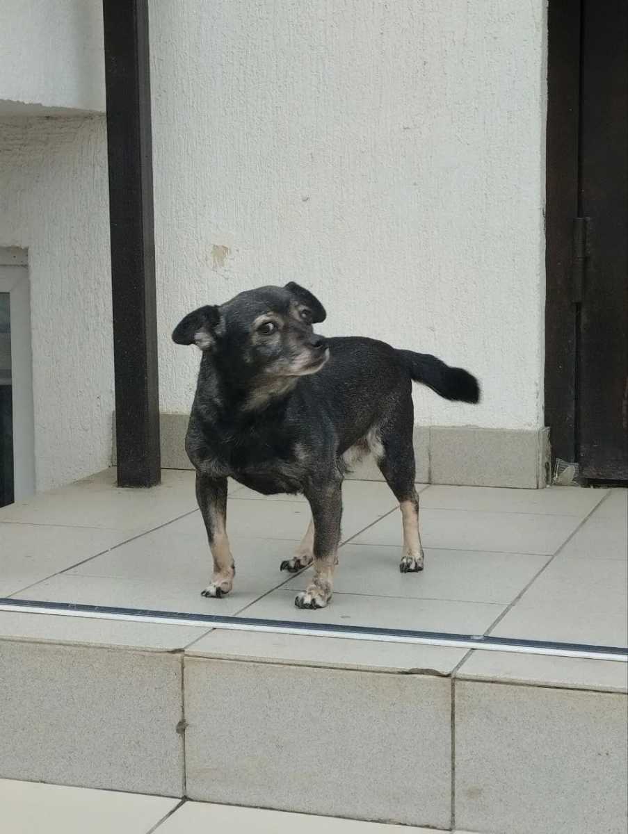 Ищет хозяина или хозяйку Город Краснодар, собака девочка 5-6 лет, стерильная...