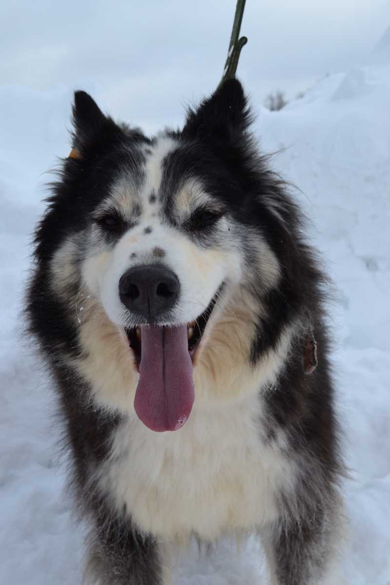 Московская область Пушкино. Милашка Бэтти с очаровательной мордашкой ждёт...