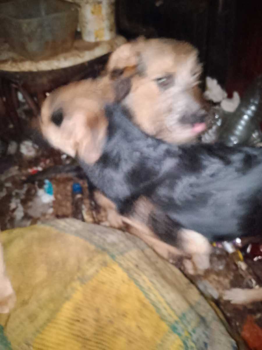 Отдам щенков в добрые руки. Вначале декабря подкинули новорожденных щенков...