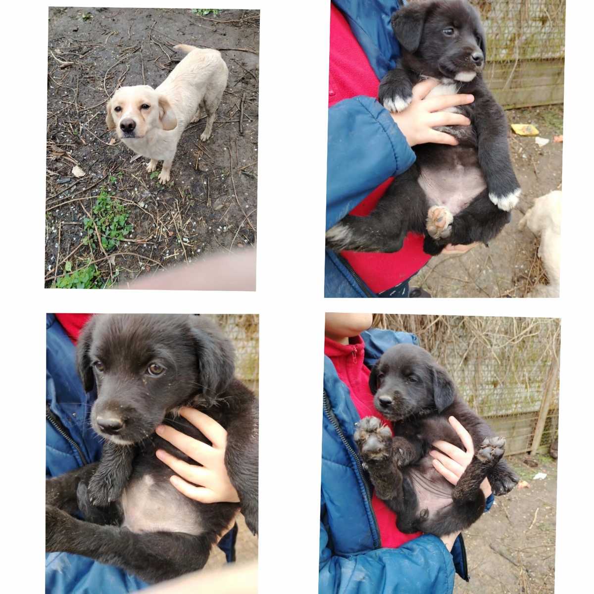 Ищет дом прекрасная, маленькая мама-собачка блондинка и оставшиеся три...