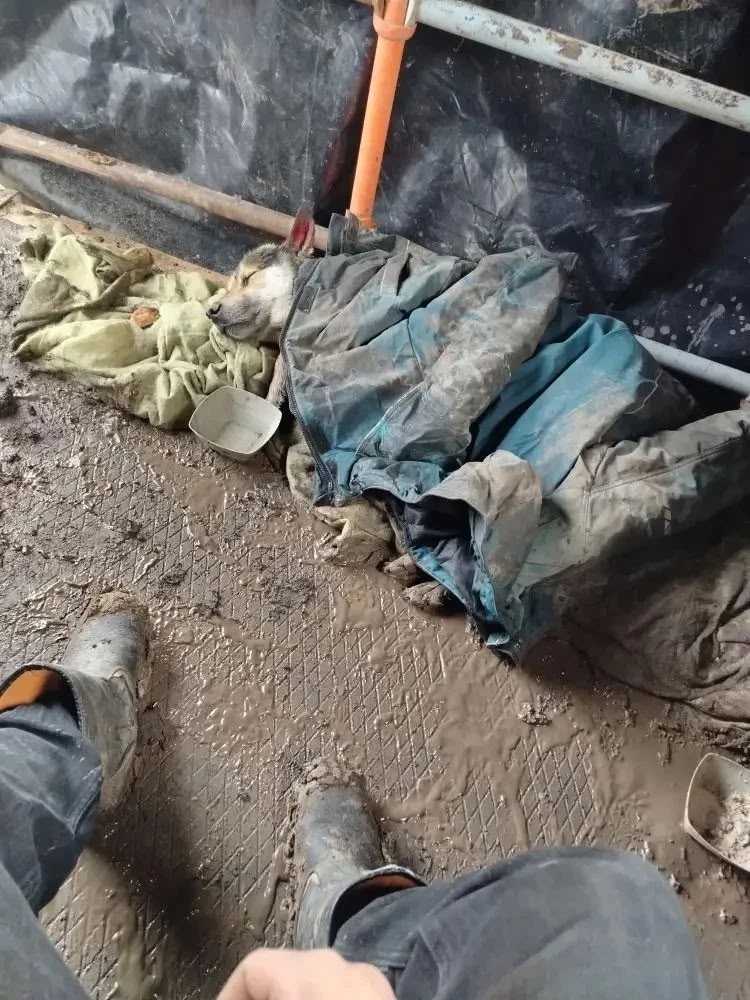 Мега ХЭЛП!!! Сбили собаку, обитает на стройке, ориентир д DOT Квасникова...