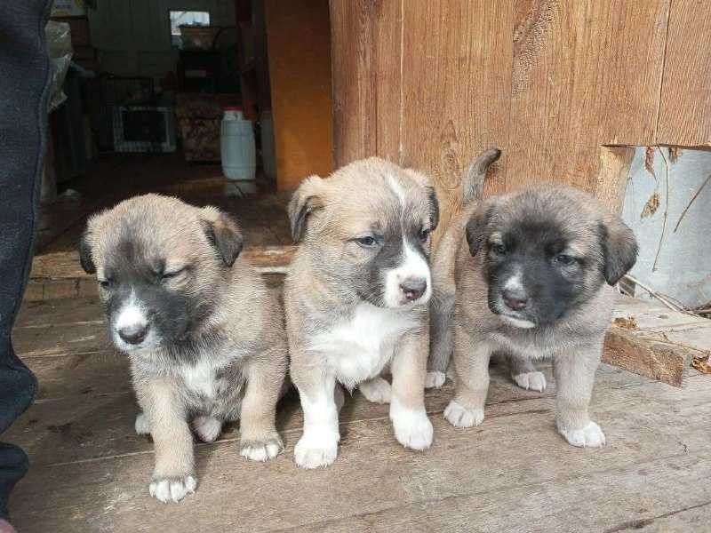 Нашел замечательные ручки! Щенки от среднего размера мамочки! Уже кушают...