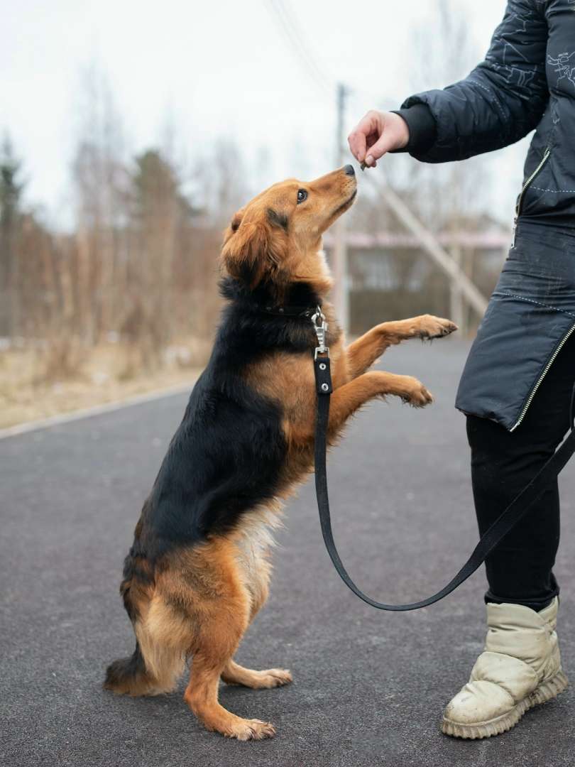 Аля небольшая хрупкая и нежная собачка в поисках любящей семьи