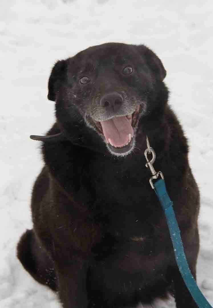 Спасите доброго пса! чернуля классный пес.