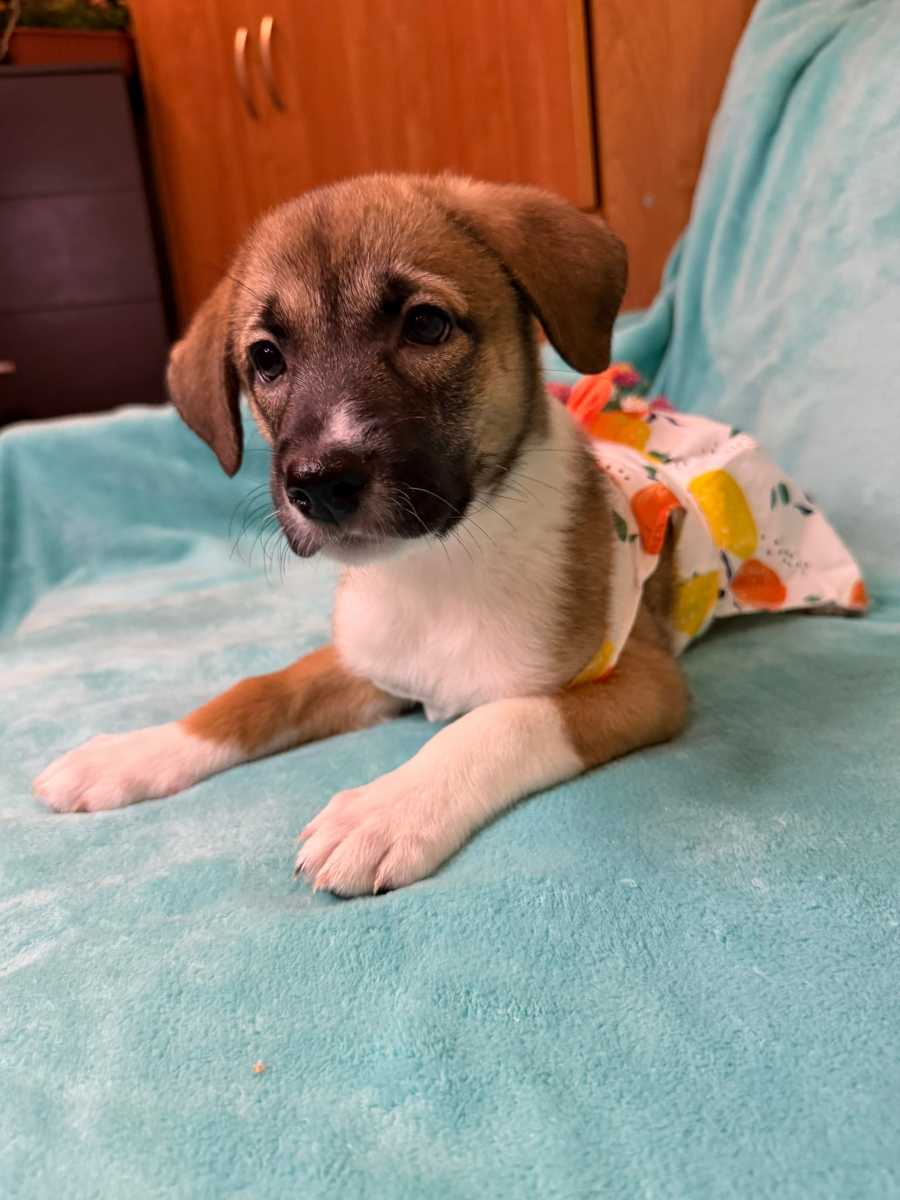 Краснодар Очаровательная девочка Рози в поисках дома Эту...