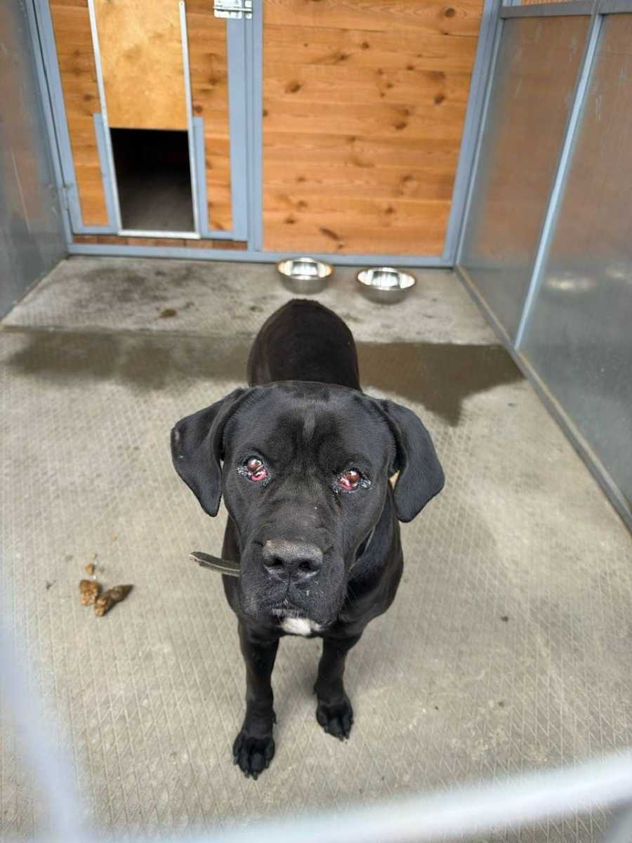 Ищет дом сука породы кане- корсо. Ей около 4 лет, стерилизована.