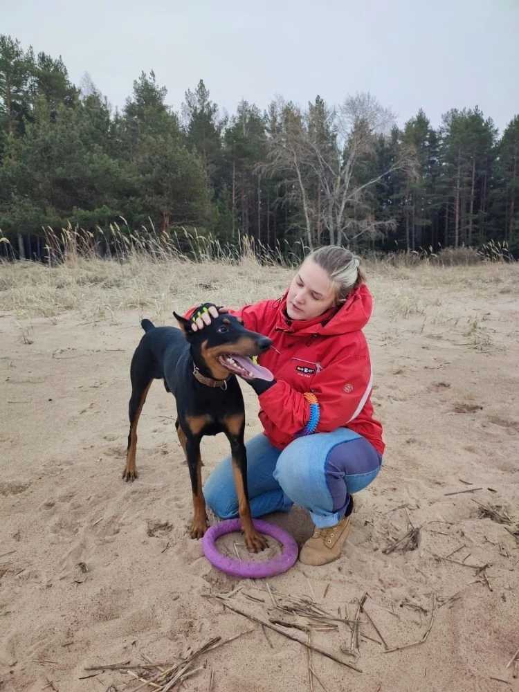 Сосновый бор, Санкт-Петербург и Ленинградская область Осман ищет дом Доберман...