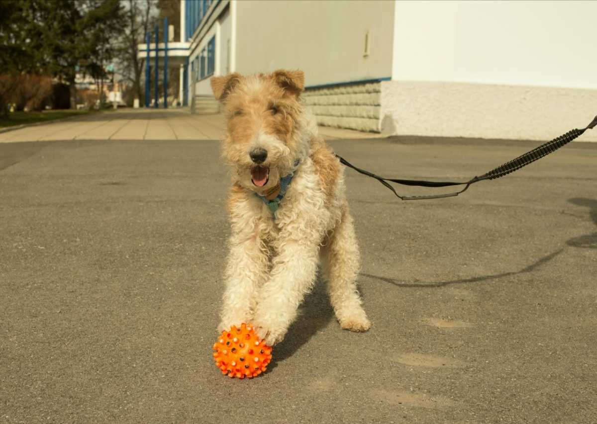 Ищет дом жесткошерстный фокстерьер Форест Сейчас он в Миассе, Челябинская...