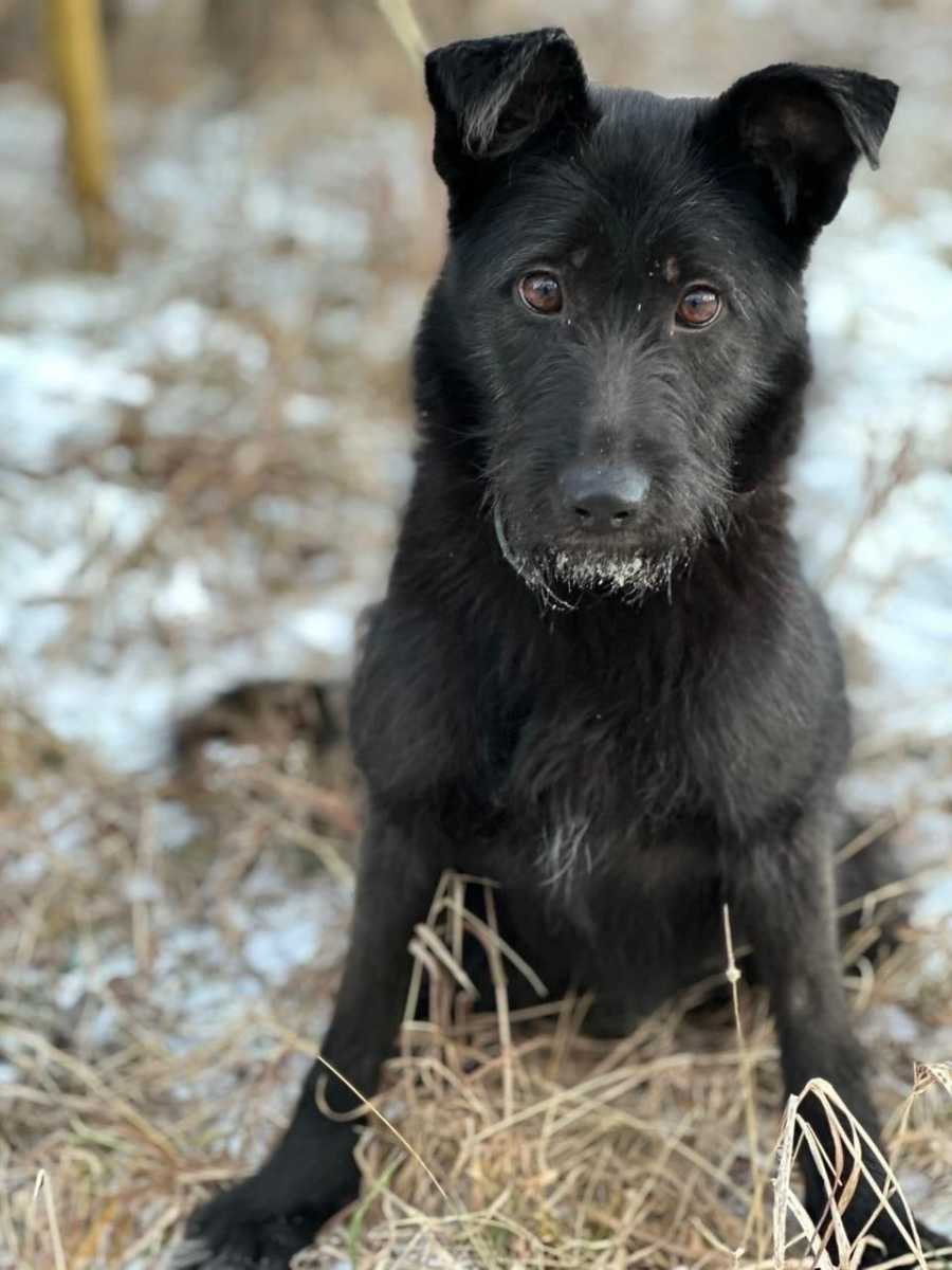 Невероятно милая собака ксюша возраст примерно 2 года.