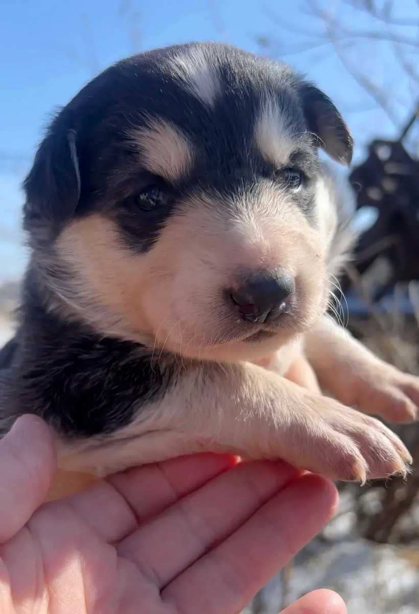 Их необходимо забирать, если выйдут из укрытия, их раздавят вагоны ОЧЕНЬ НУЖНЫ...