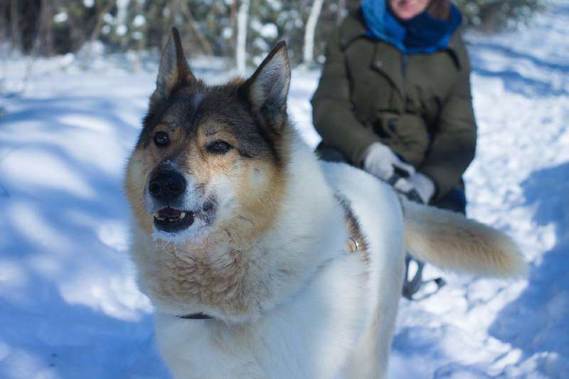 ВАСИЛИЙ собака друг собака компаньон Вася очень любит своего человека
