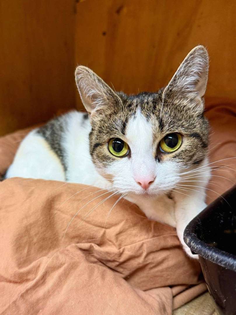 Милка скромная и ласковая бело-полосатая кошечка