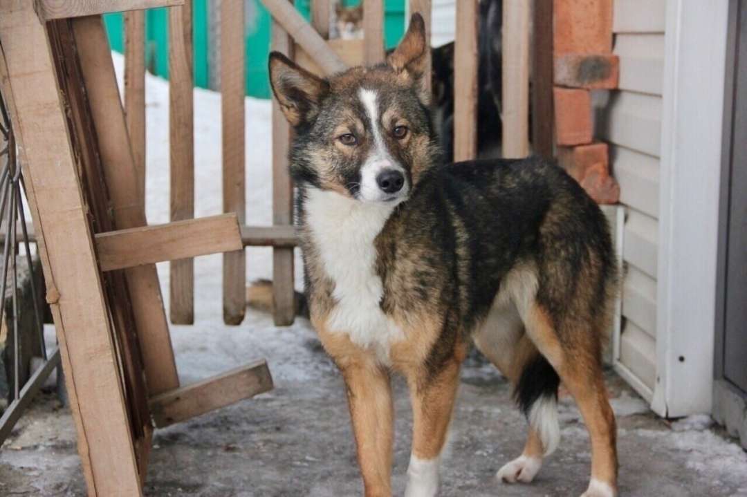 Отдаём в добрые руки очень активную и подвижную собачку кличка Диана